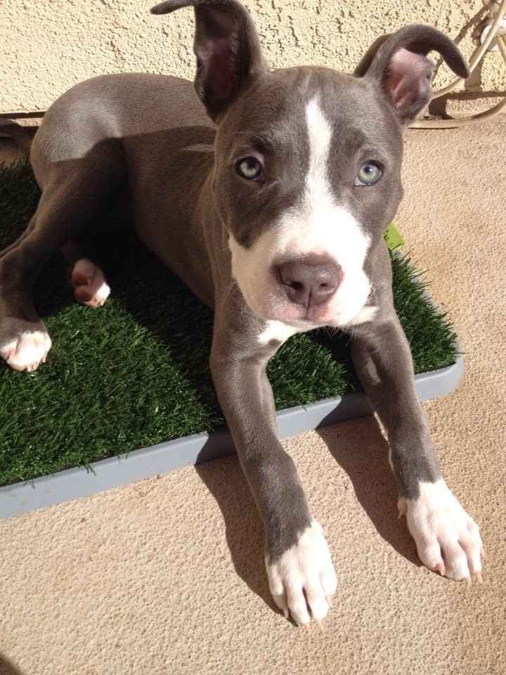 NWR: Pet Post