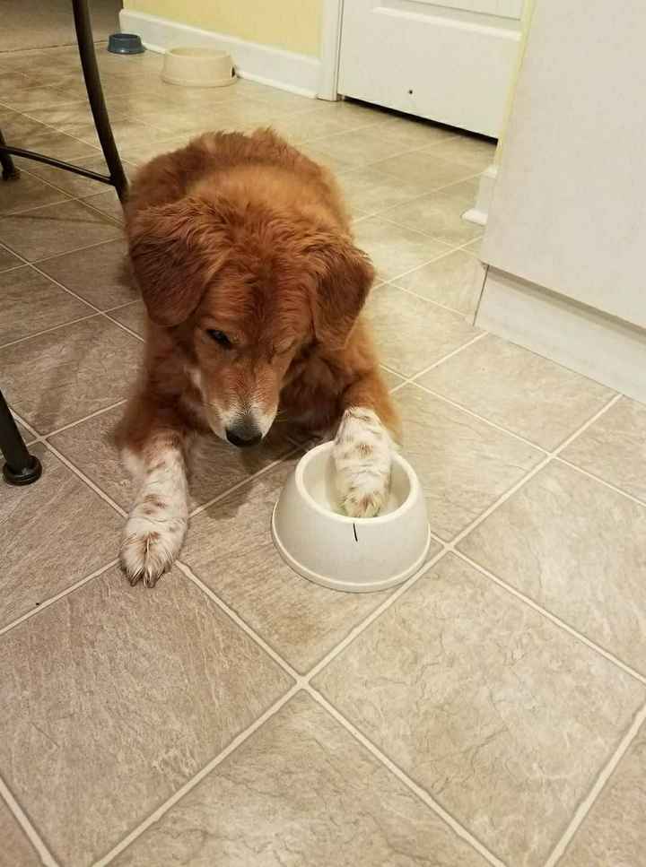 Let me see those fur babies!