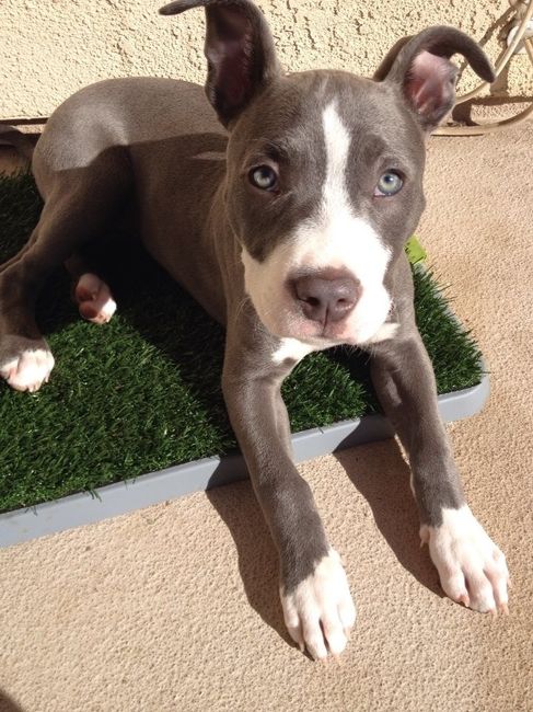 NWR: Pet Post
