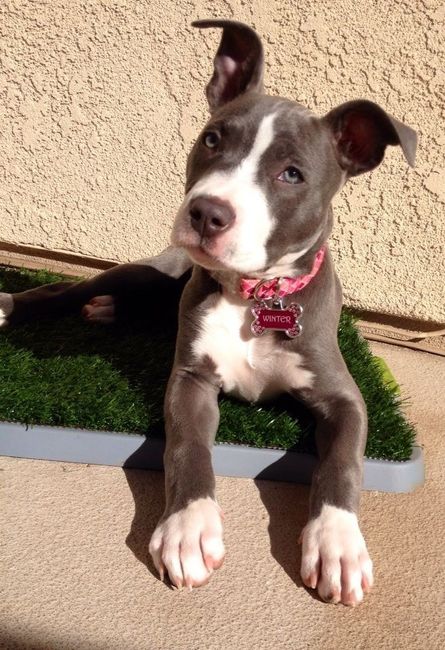 Show me your puppies!