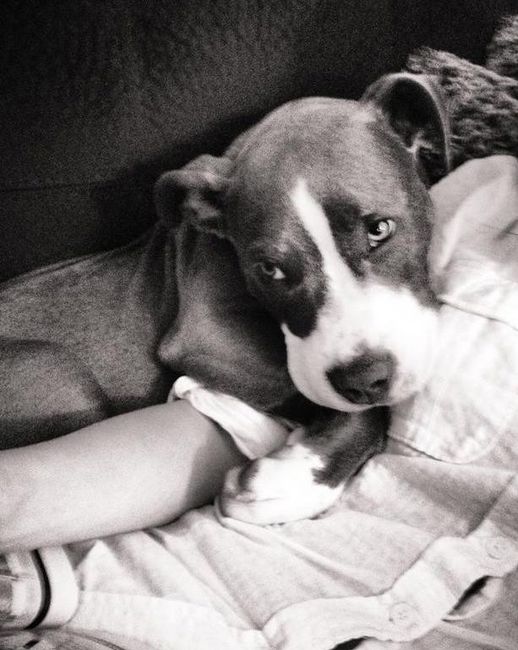It's National Dog Day!