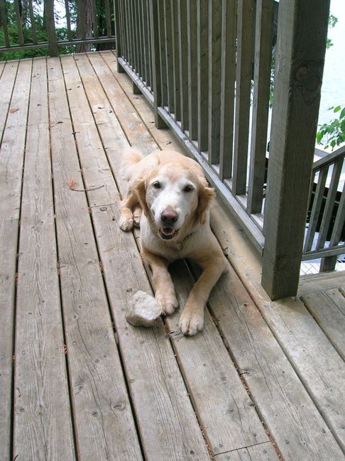 NWR: Lets See Your Fur Babies!
