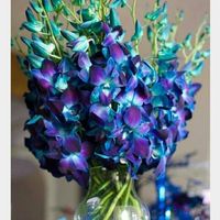 Dendrobium Orchids Blue