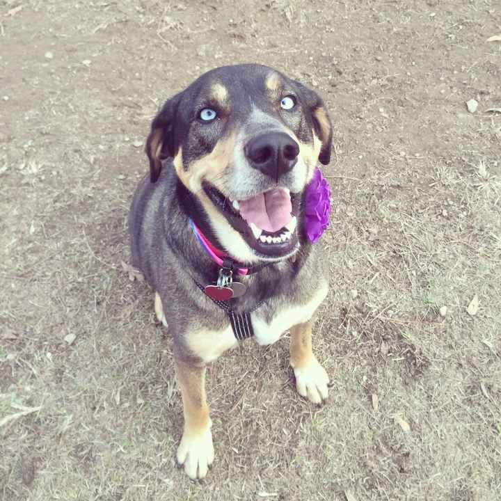 Let me see those fur babies!