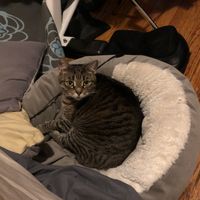 Including your dogs/pets without them being there - 2