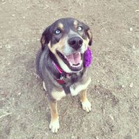 Let me see those fur babies!