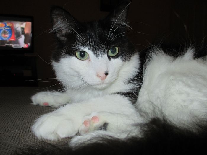 We havent had a pet post in a minute.