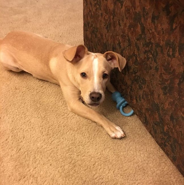 NWR: New puppy!