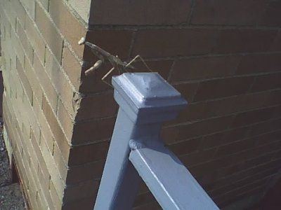 NWR Praying Mantis