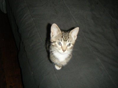 My furbaby: pics of the evil thing included