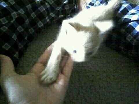 NWR: Sullen Teenage Cat Years