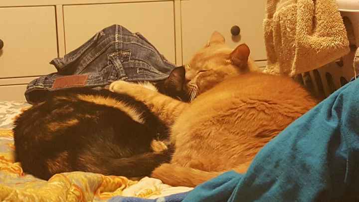 NWR: Sullen Teenage Cat Years