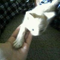 NWR: Sullen Teenage Cat Years