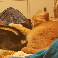 NWR: Sullen Teenage Cat Years