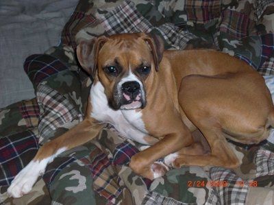 NWR: What kind of dog do you have?