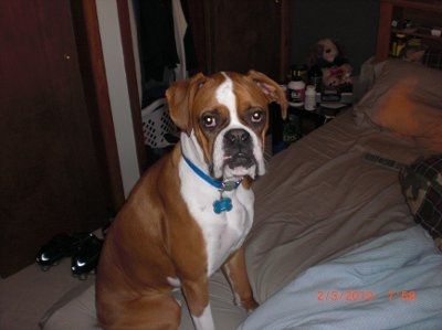 NWR: What kind of dog do you have?