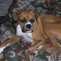 NWR: What kind of dog do you have?