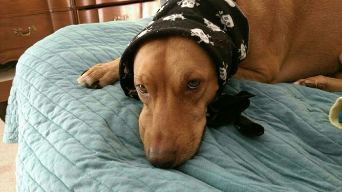 NWR: Furbaby!