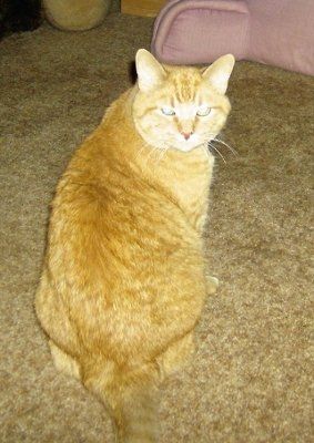 Show off your furbabies!