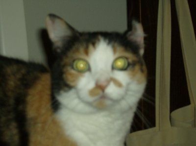 Show off your furbabies!