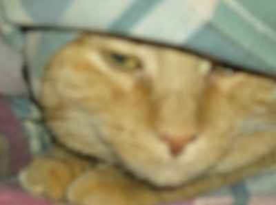 giving up one of my cats