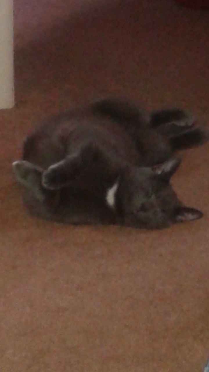 NWR: Show me your fur babies