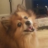 Spinoff: Show us your rescues!