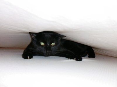My cat is too funny