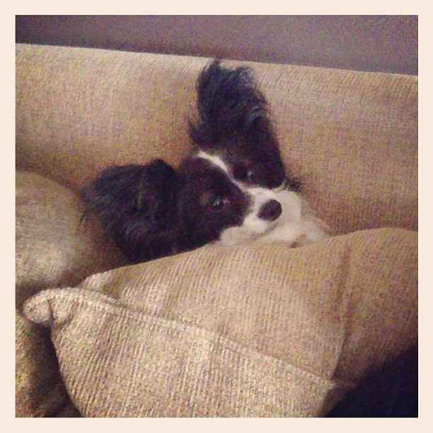 NWR For Fun. Furry Friends!