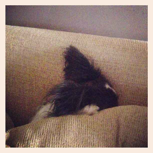 NWR For Fun. Furry Friends!