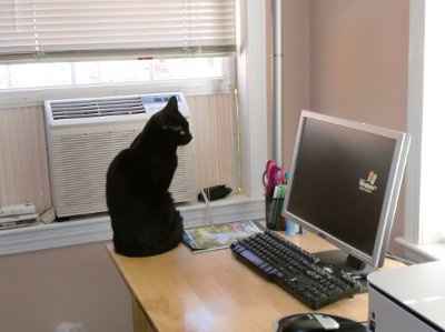 another NWR, crazy cat