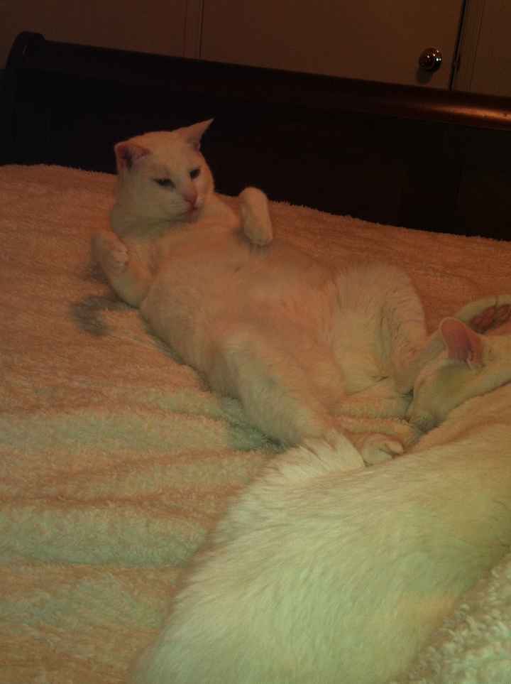 We havent had a pet post in a minute.