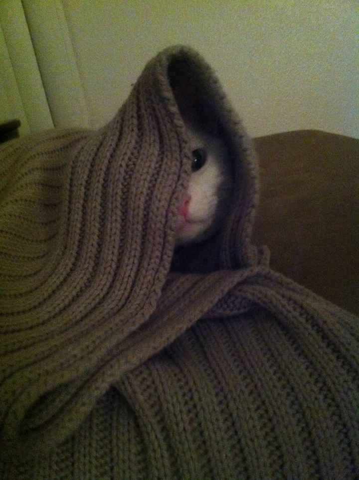 We havent had a pet post in a minute.