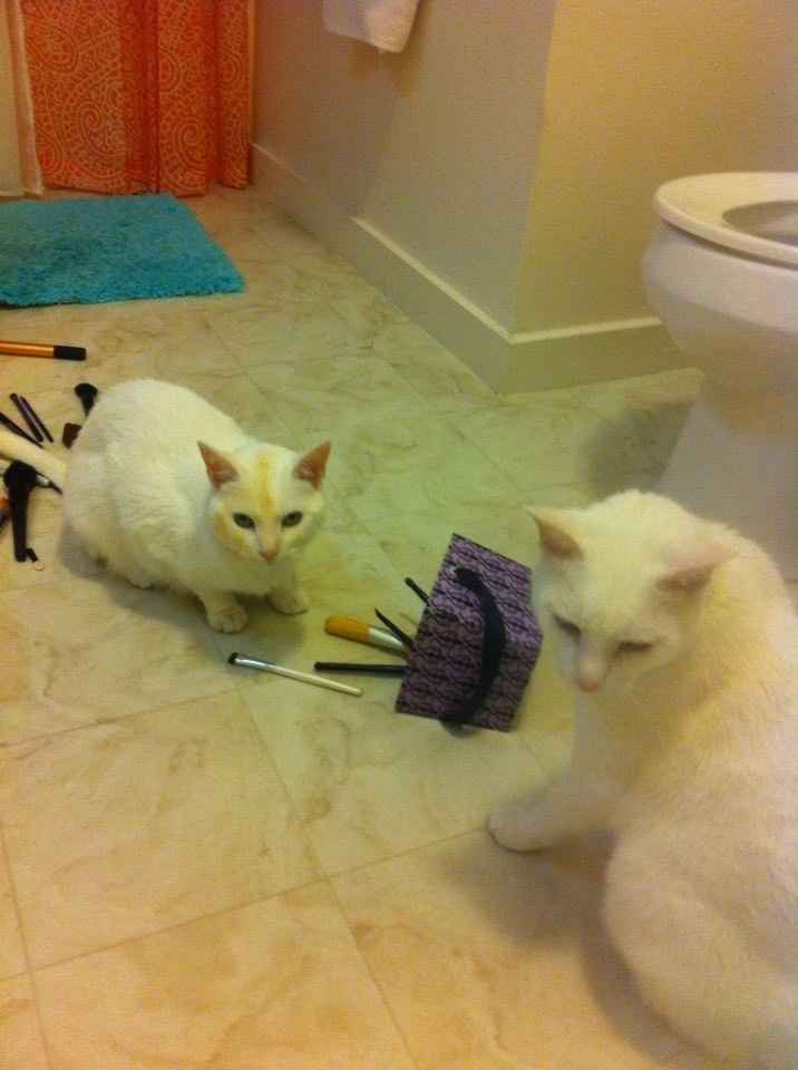 Spinoff - Cat wedding!