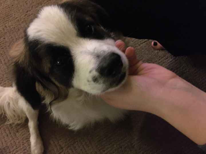 Sick and need cheering up--show me your Fur babies!