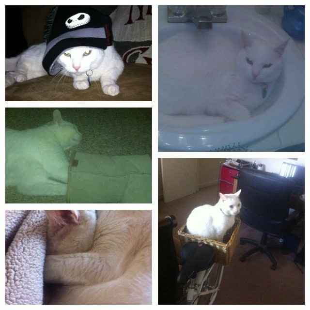 Show my your kitties!