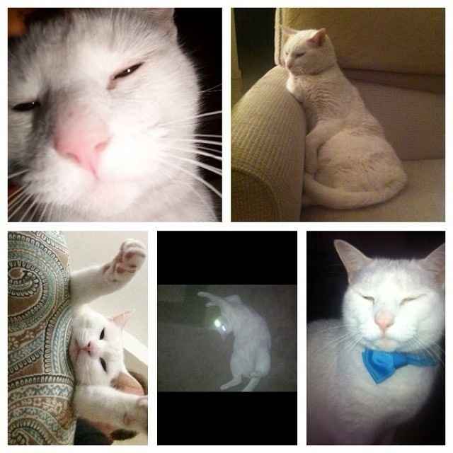 Show my your kitties!