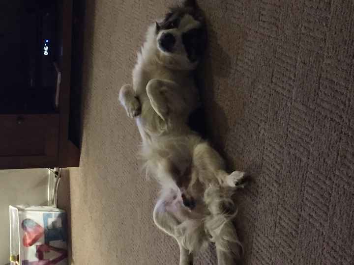 Show me those puppies!