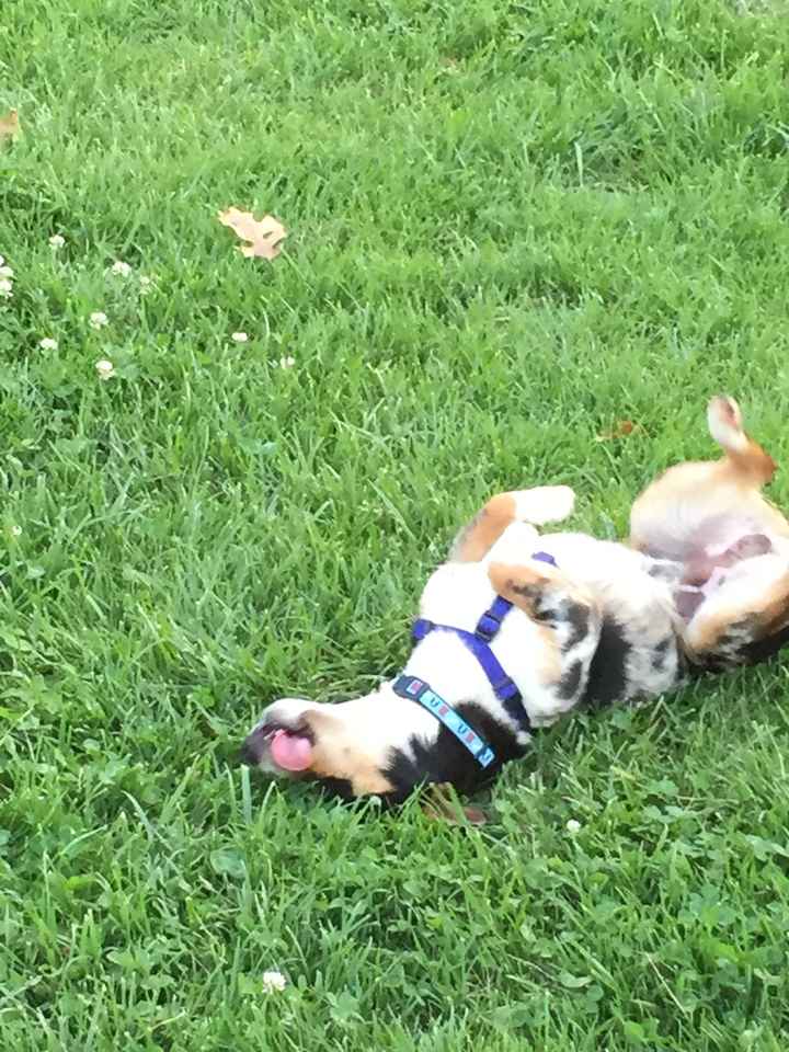 Show me those puppies!