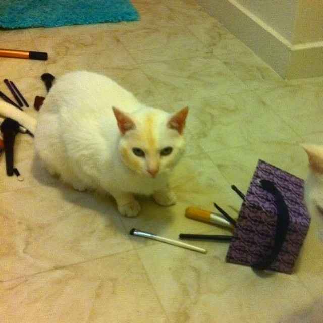 NWR: Cosmetic Kitty Cat