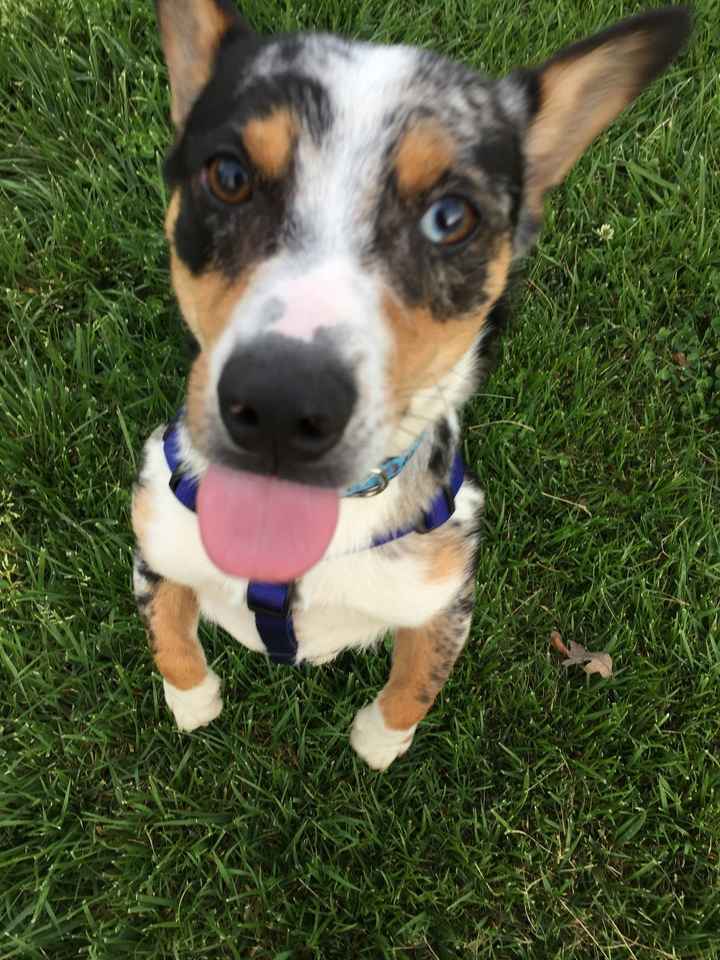 SPINOFF-Fursday Pet Questions