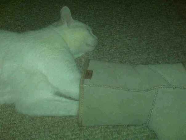 SPINOFF-Fursday Pet Questions