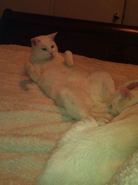 We havent had a pet post in a minute.