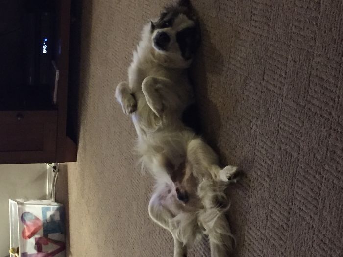 Show me those puppies!
