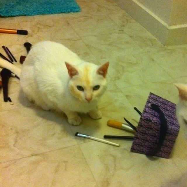 NWR: Cosmetic Kitty Cat
