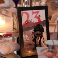 Are you (did you) including your pet/fur-baby in your wedding?