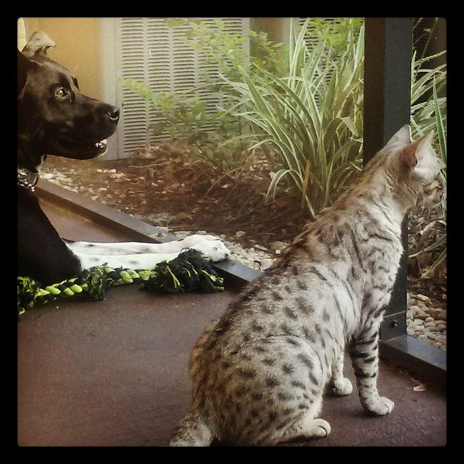 NWR:  It's Feline Friday...