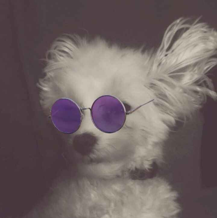 NWR - Send me pictures of your pets/memes