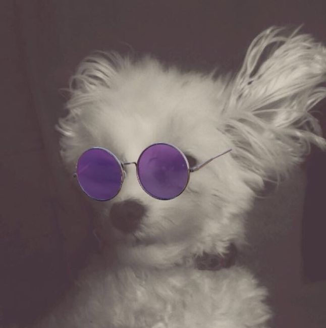 NWR - Send me pictures of your pets/memes