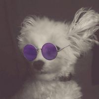 NWR - Send me pictures of your pets/memes